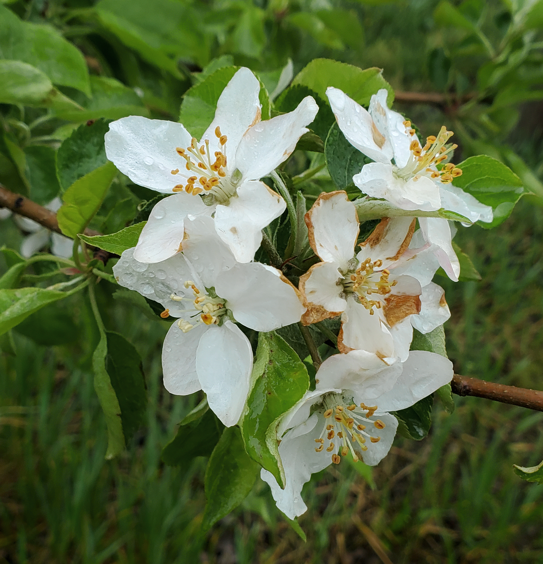 Frost damage on apple petal.